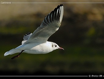 Animali 220